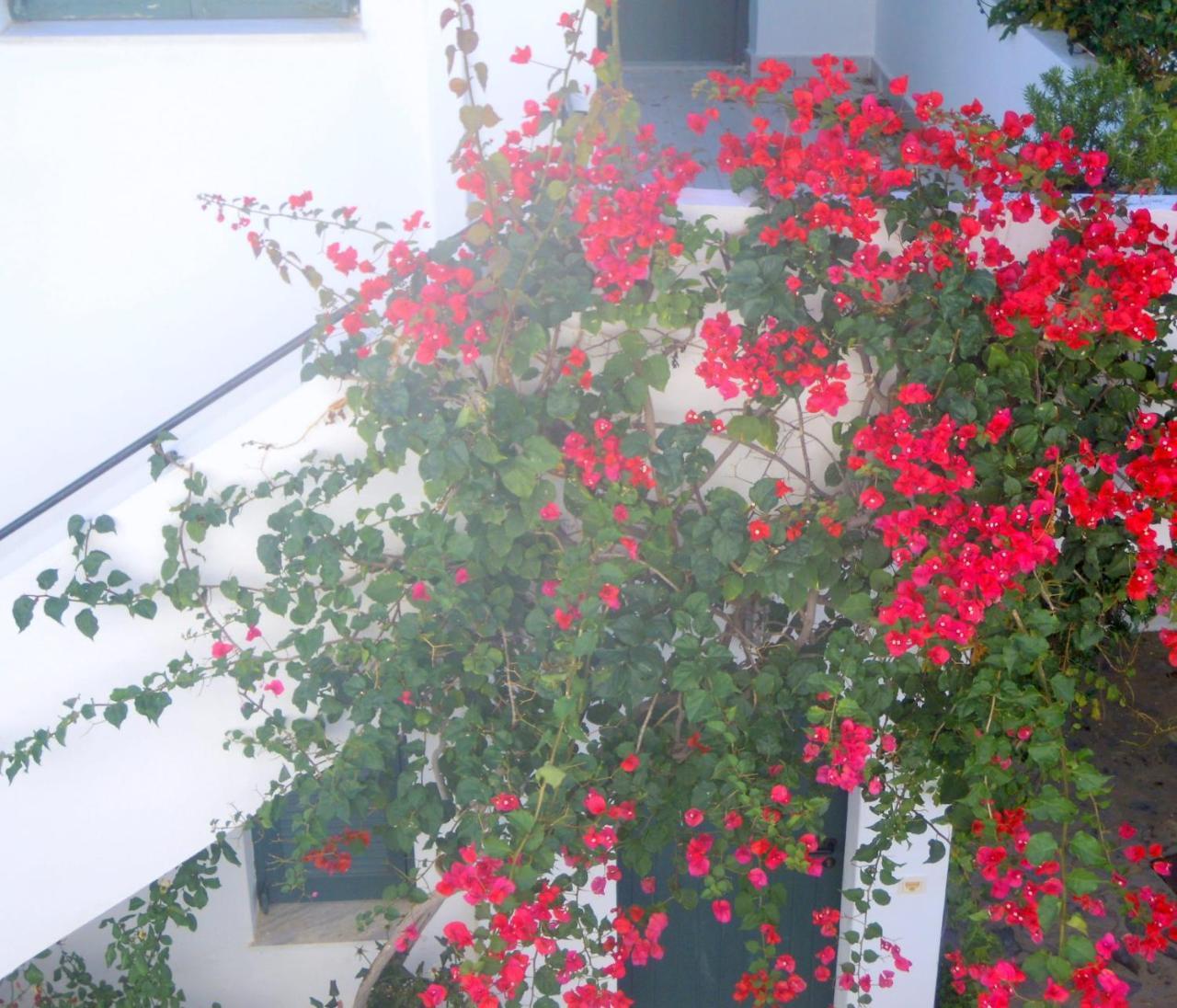 אלונדה Palemilos Apartments מראה חיצוני תמונה